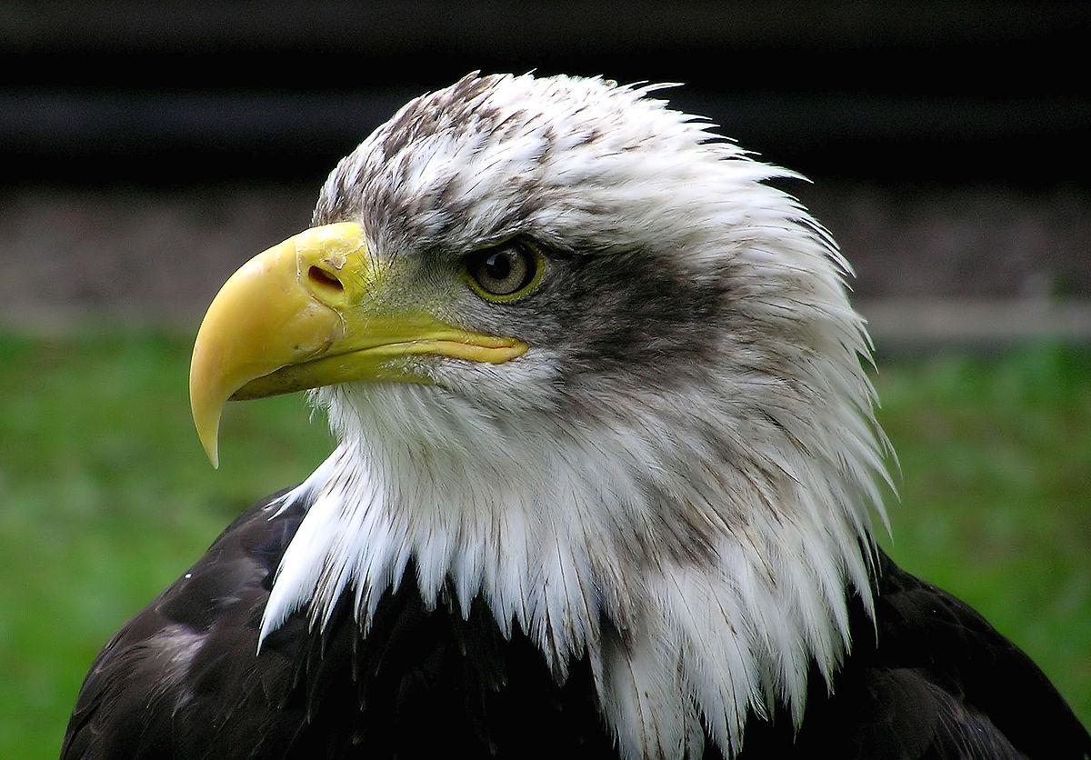 Accipitriformes