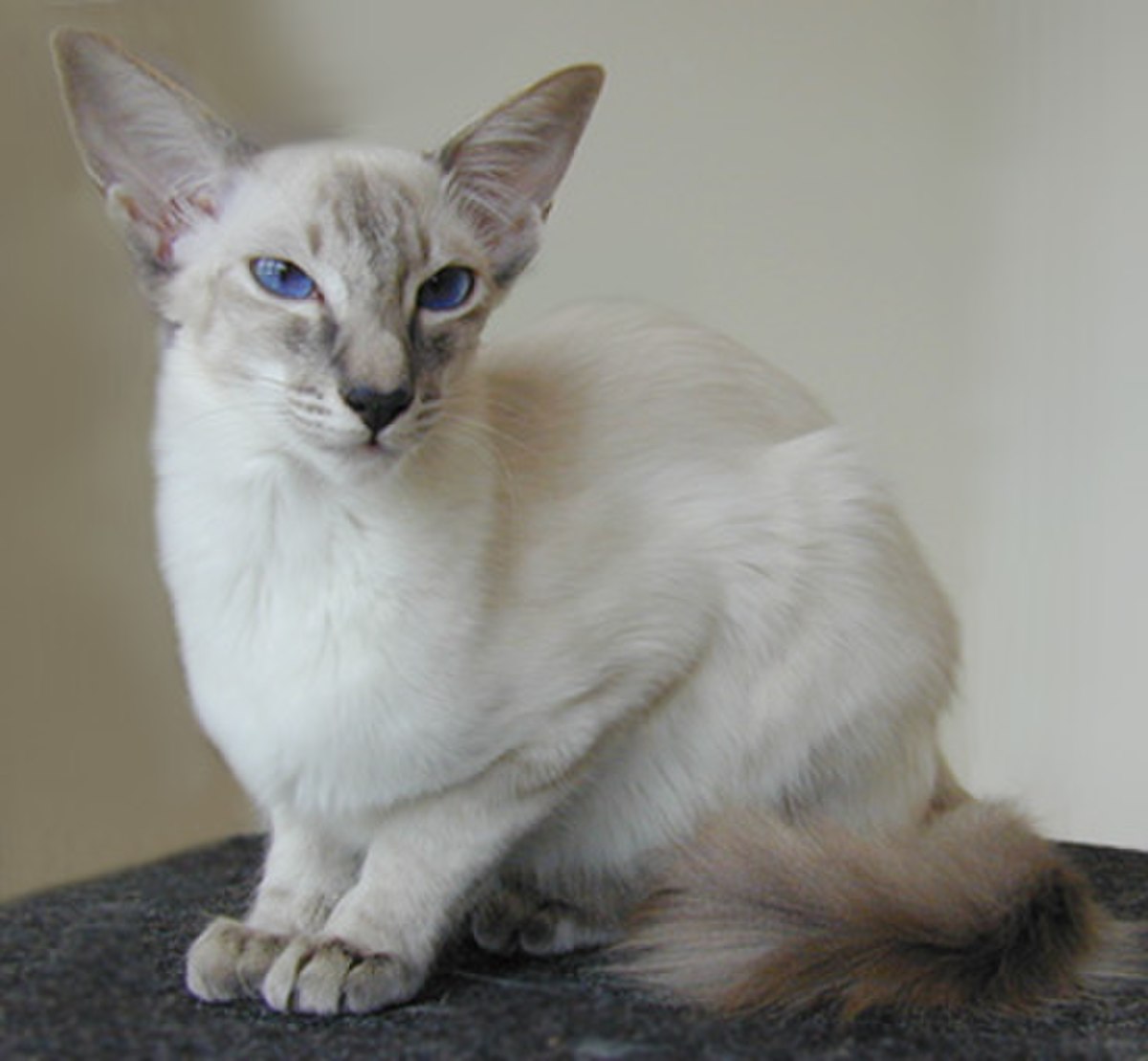 Balinais (chat)