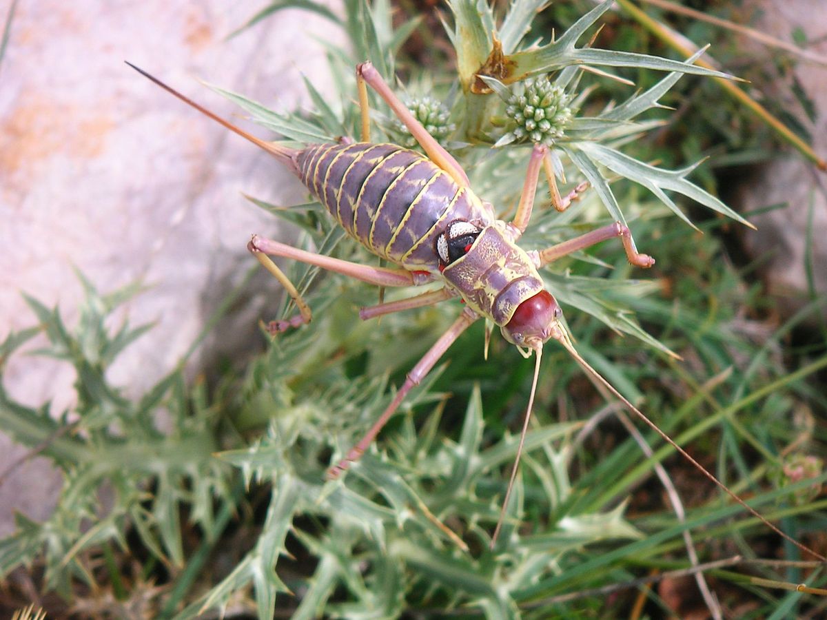 Ephippiger
