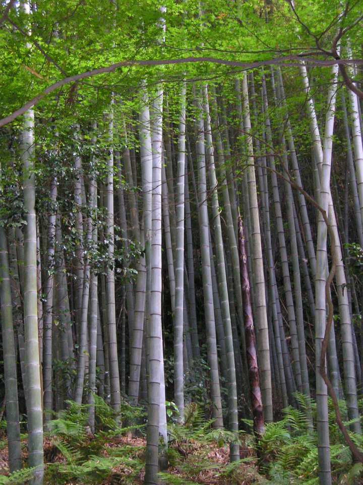 Phyllostachys