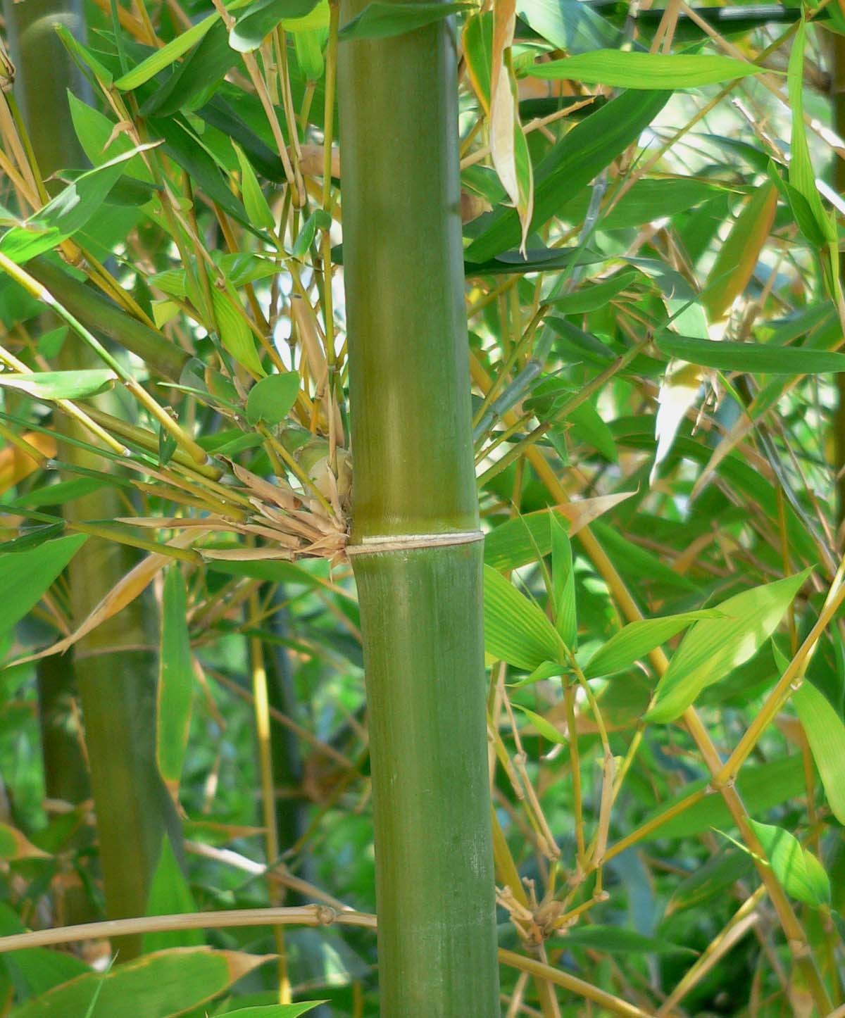 Bambusa