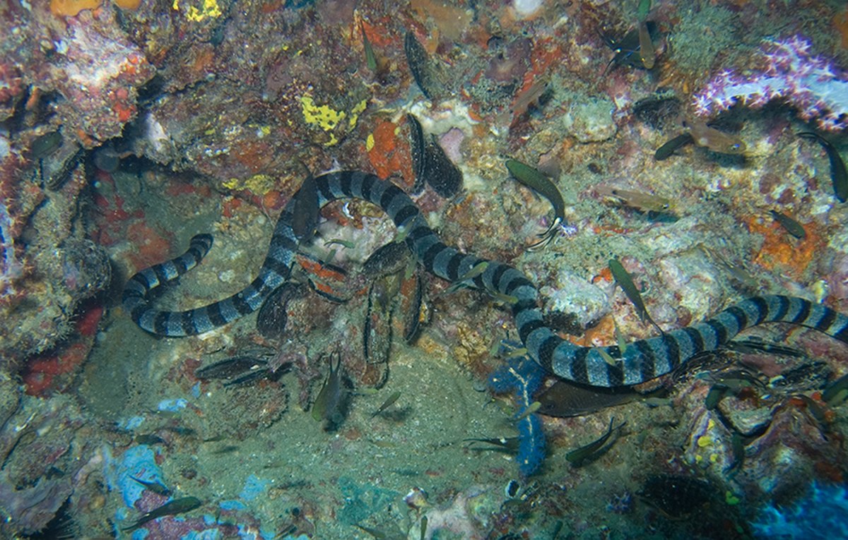 Hydrophiidae