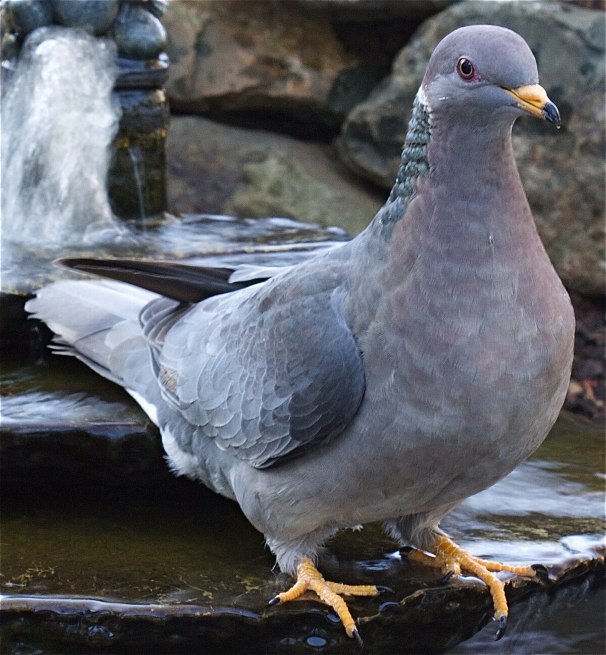 Bandtailedpigeon.jpg