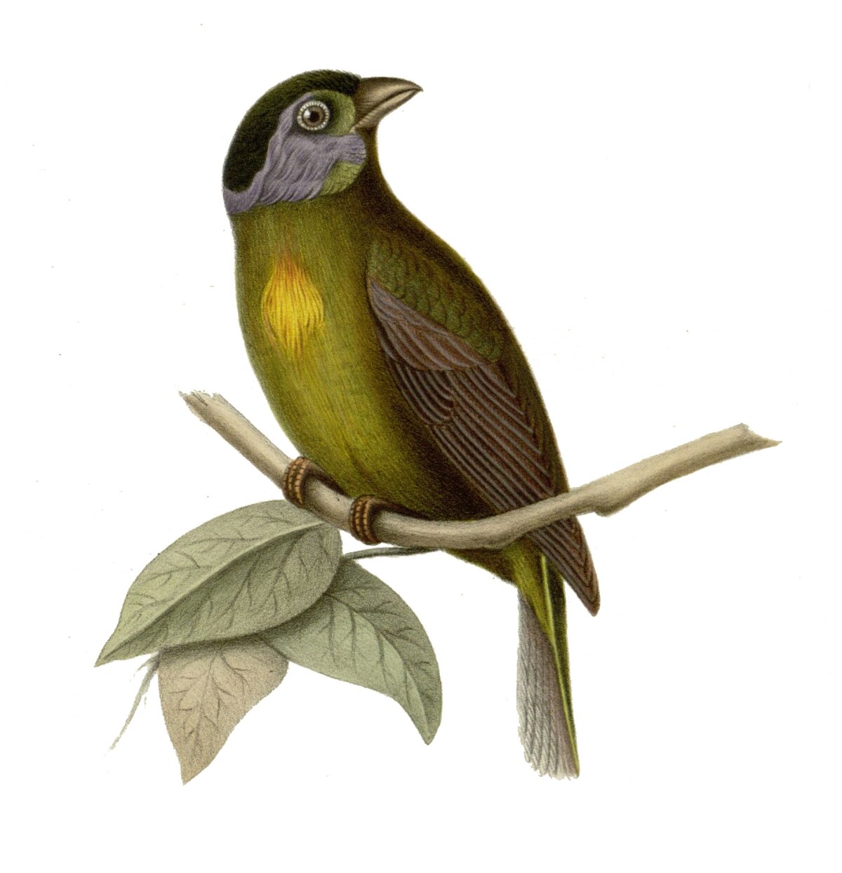 Tangara d'Edwards