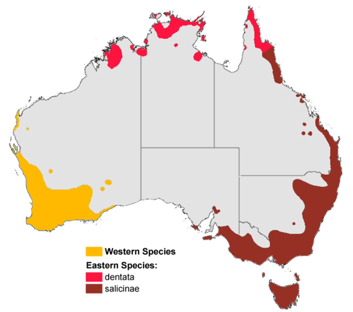 Banksia aus dist map colour gnangarra.png