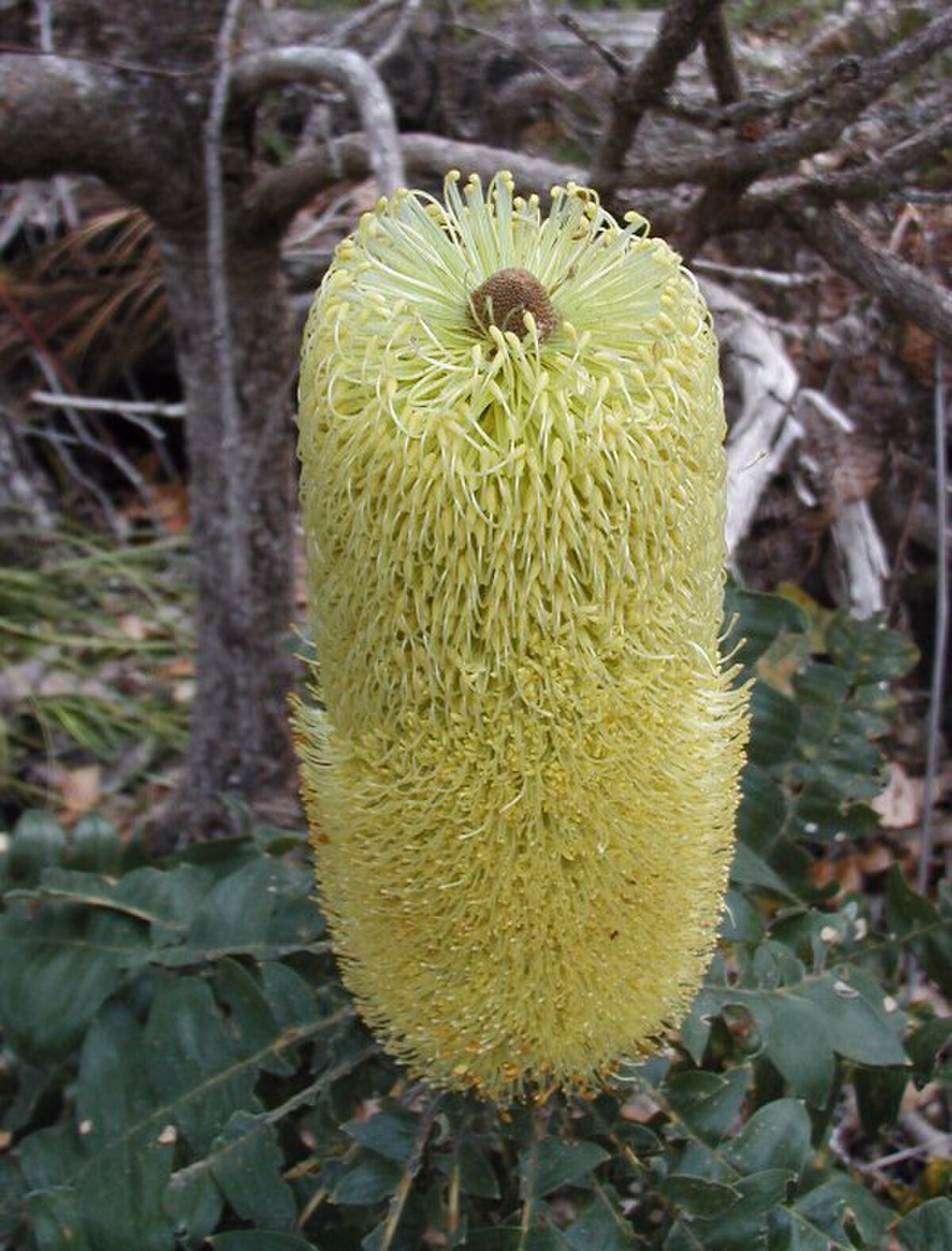 Banksia grandis