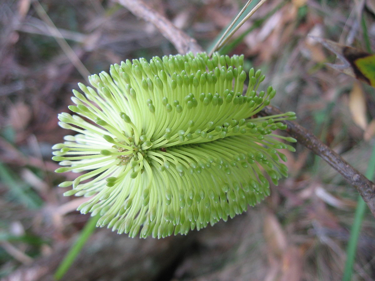Banksia integrifolia subsp. monticola
