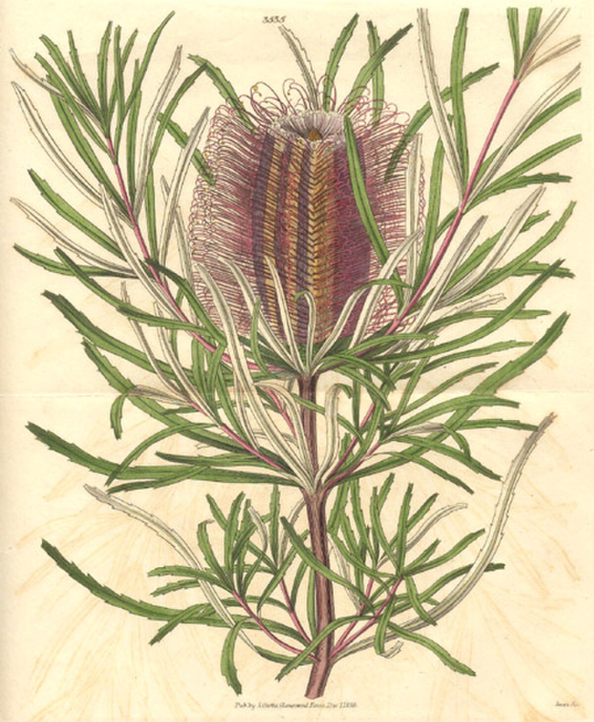 Banksia occidentalis