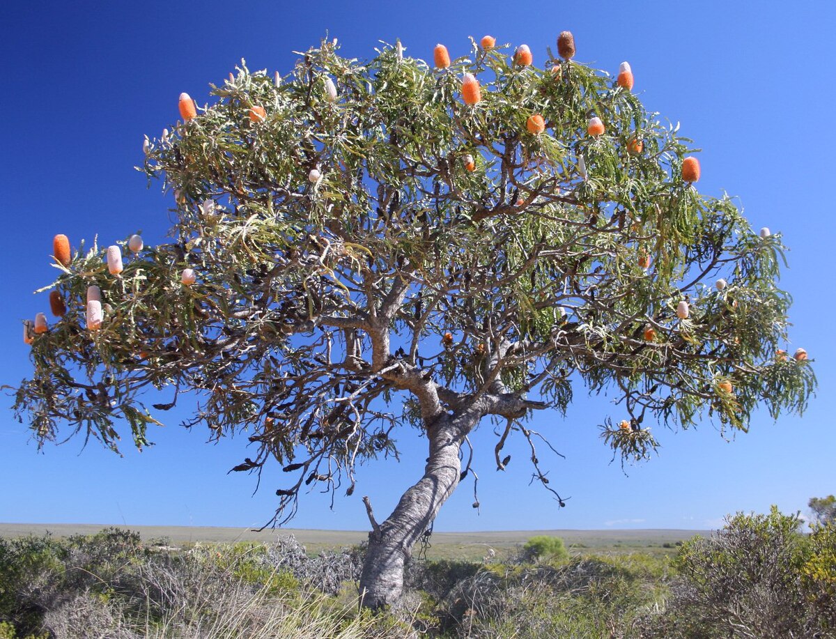 Banksia prionotes