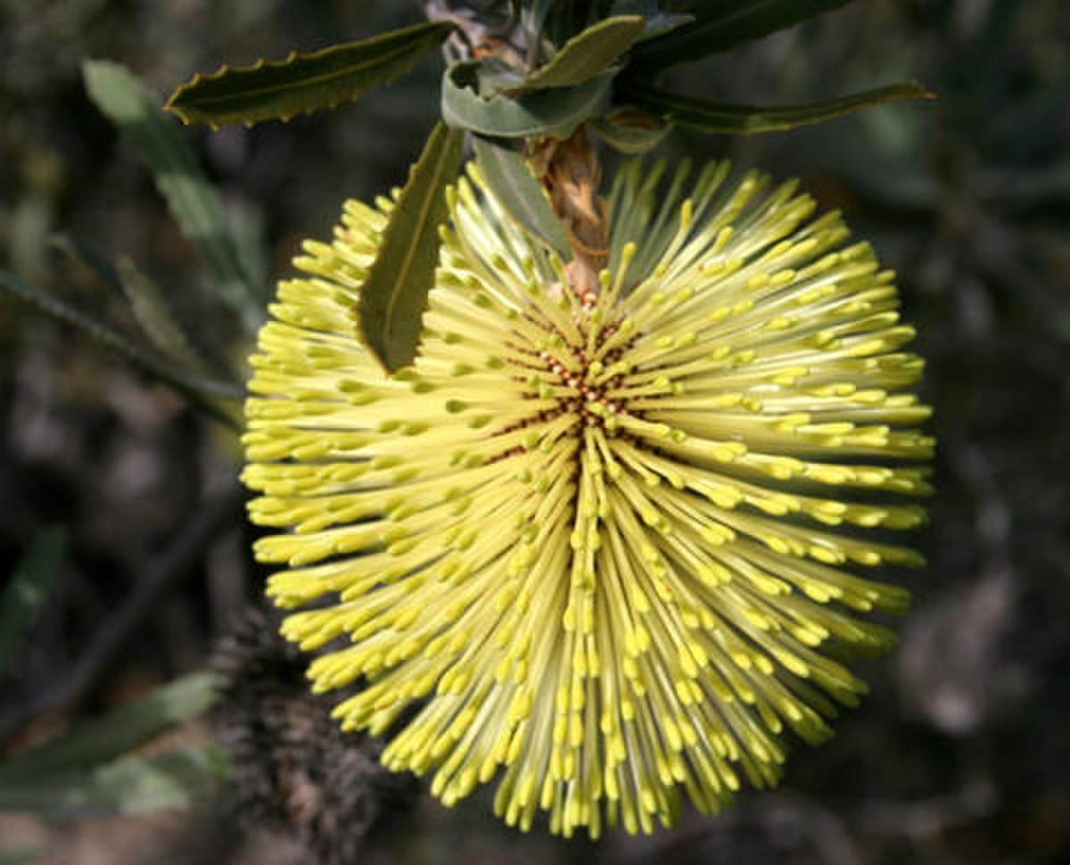 Banksia