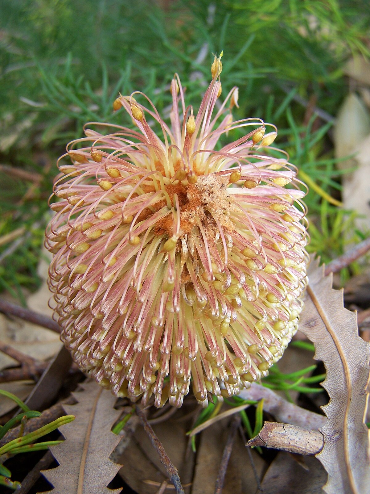 Banksia telmatiaea