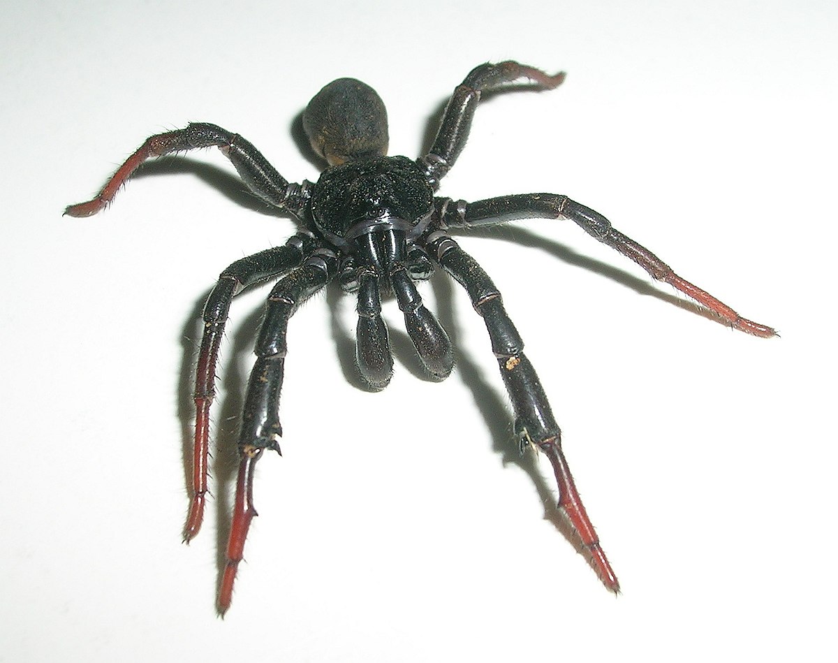 Idiopidae