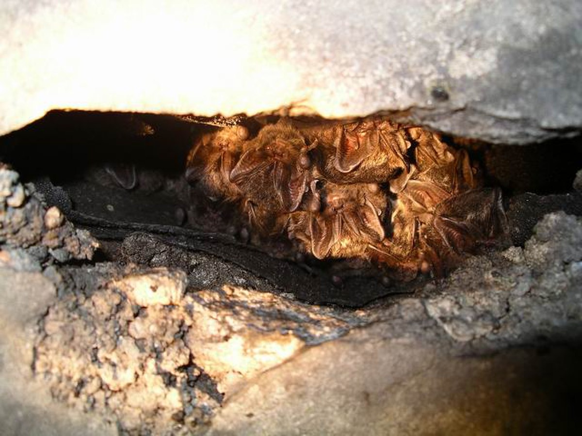 Barbastella barbastellus