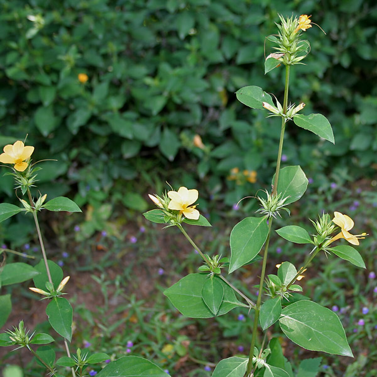 Barleria prionitis (Porcupine flower) in Hyderabad, AP W IMG 9990.jpg