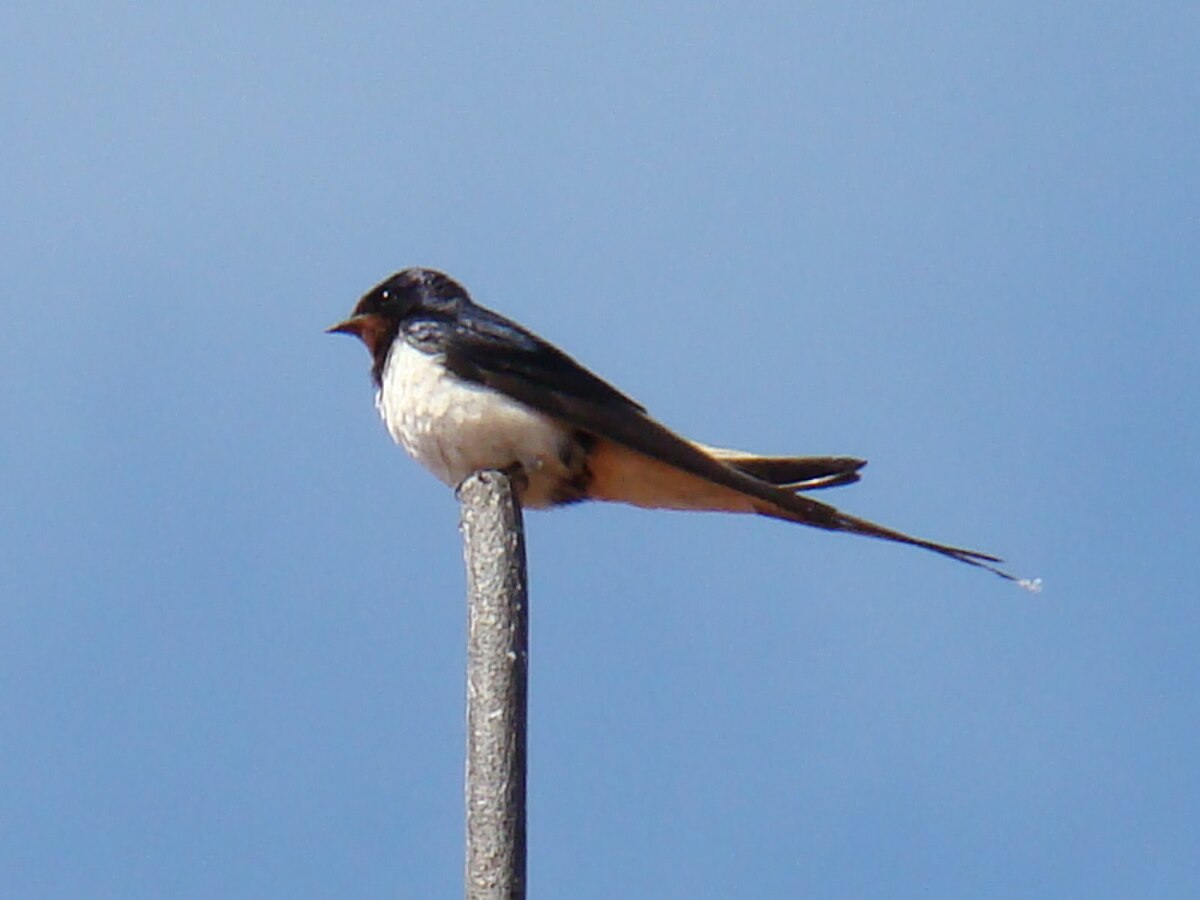 Hirundo