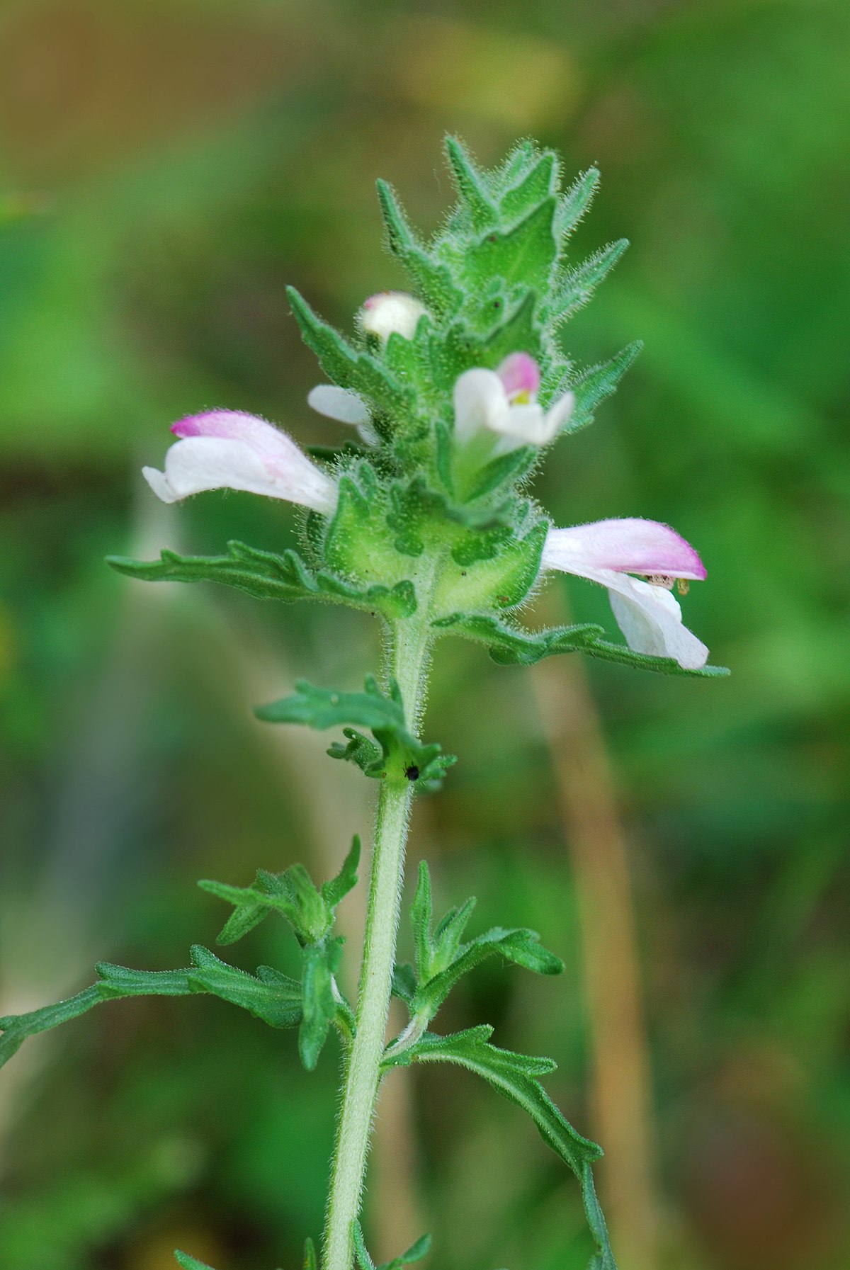 Bartsia trixago