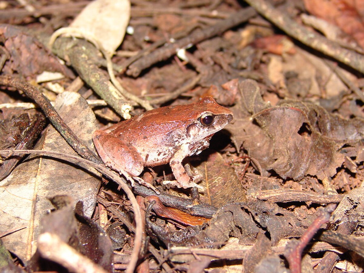 Strabomantidae
