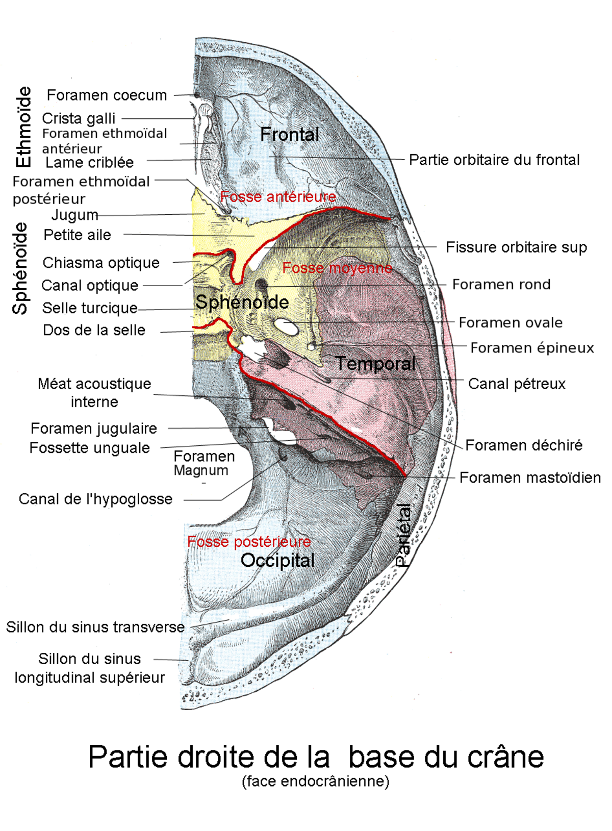 Os occipital