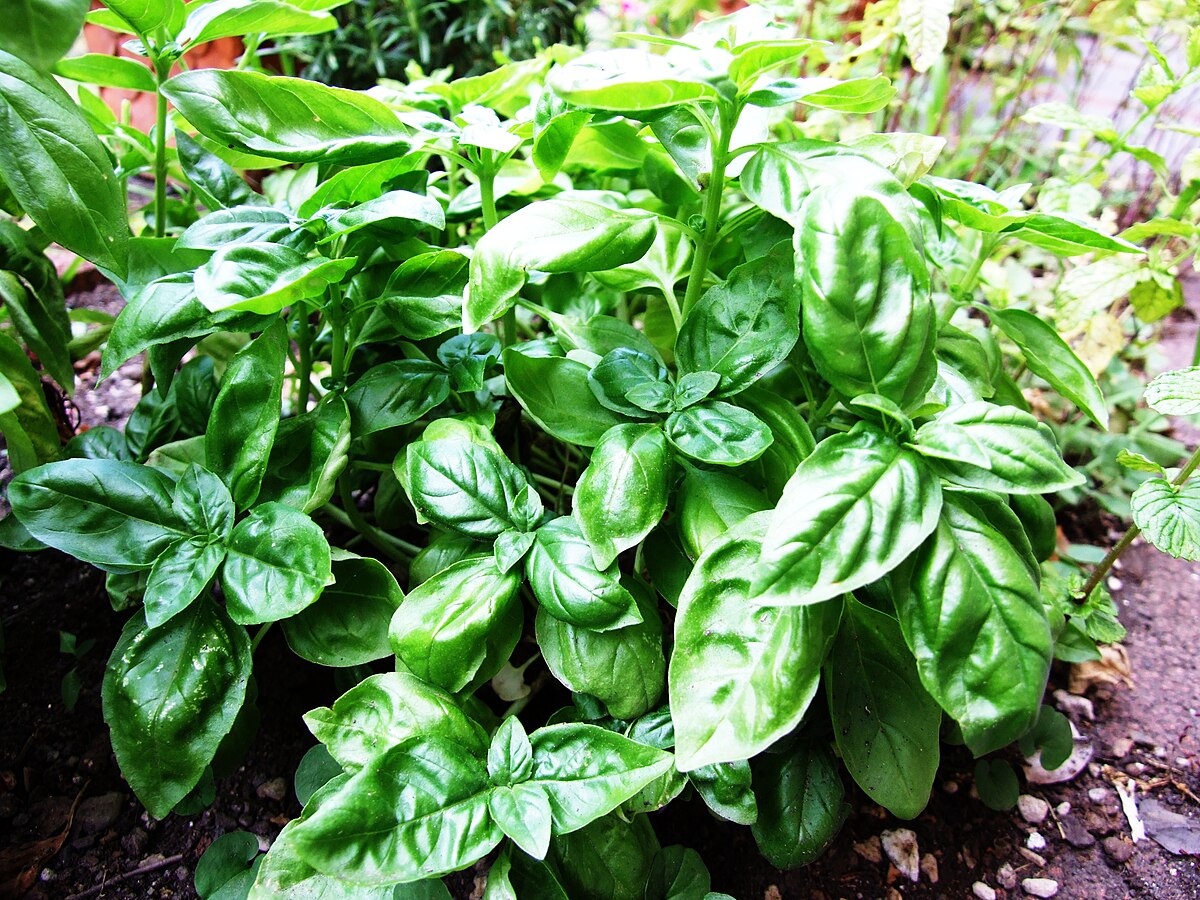 Basilic (plante)