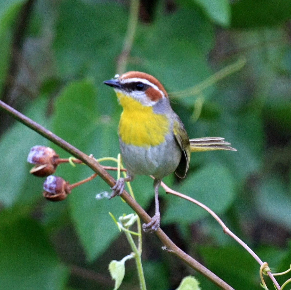 Basileuterus rufifrons Arizona.jpg