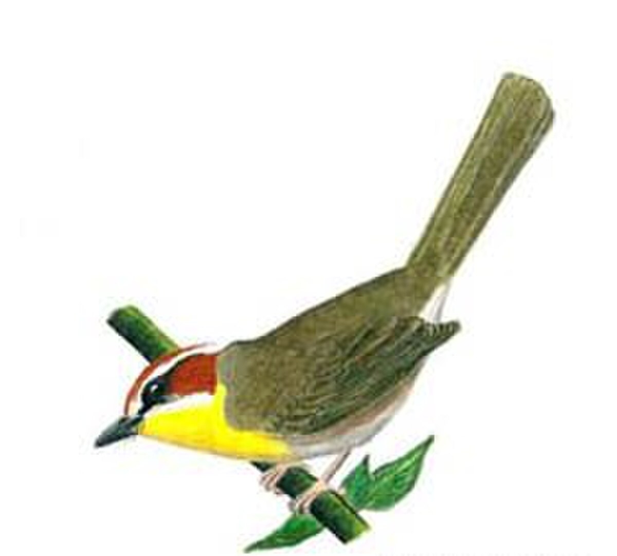 Basileuterus rufifrons drawing.jpg