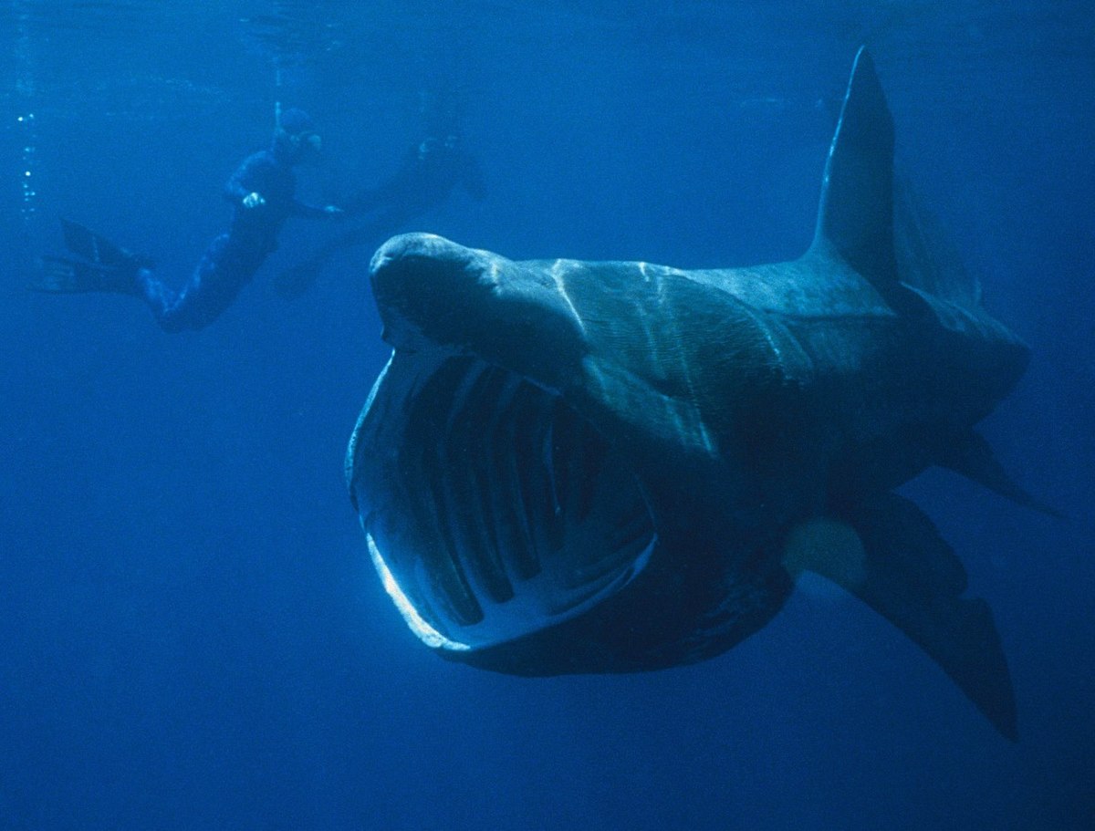 Chondrichthyes (classification phylogénétique)