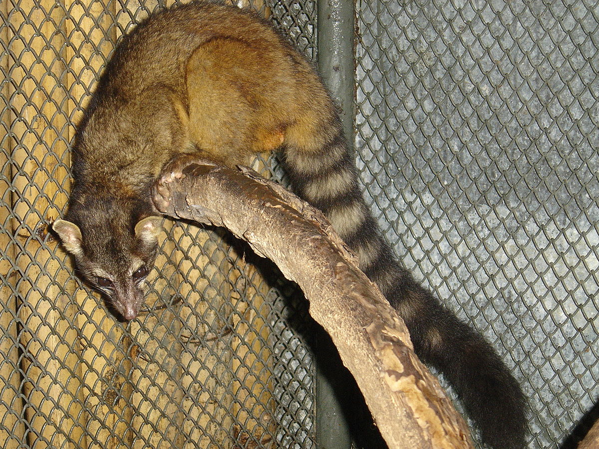 Bassariscus sumichrasti
