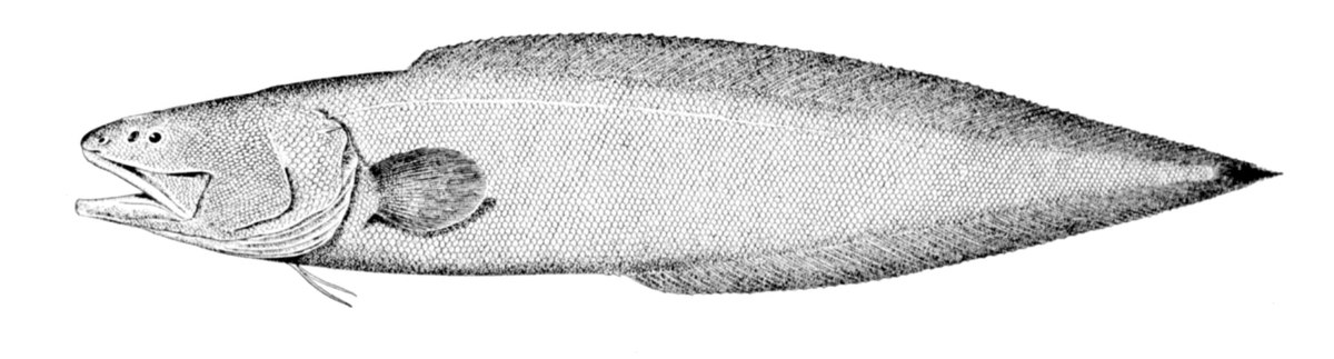 Ophidiiformes