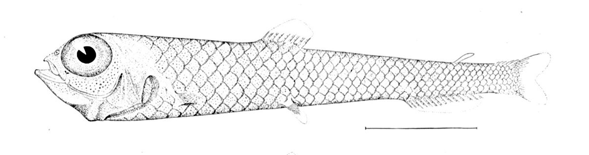 Bathylagidae