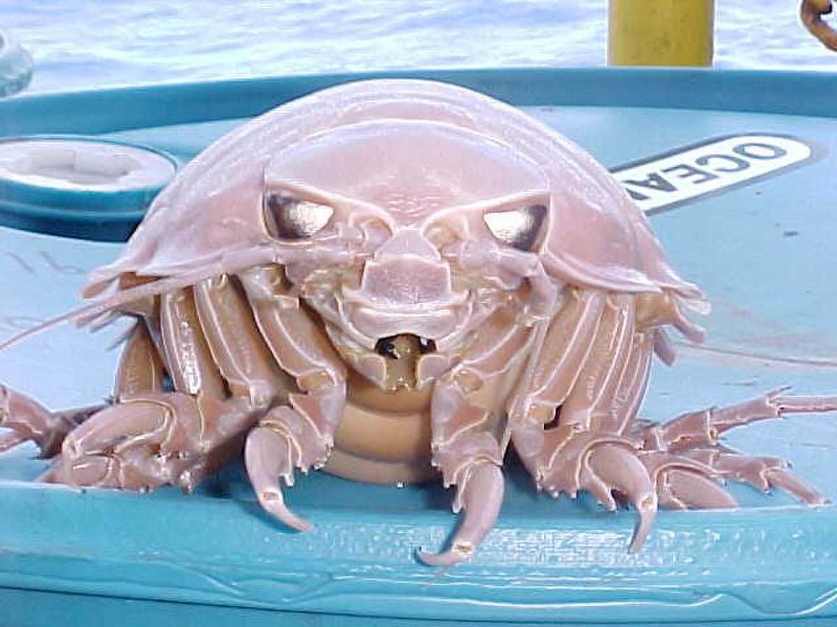 Bathynome géant