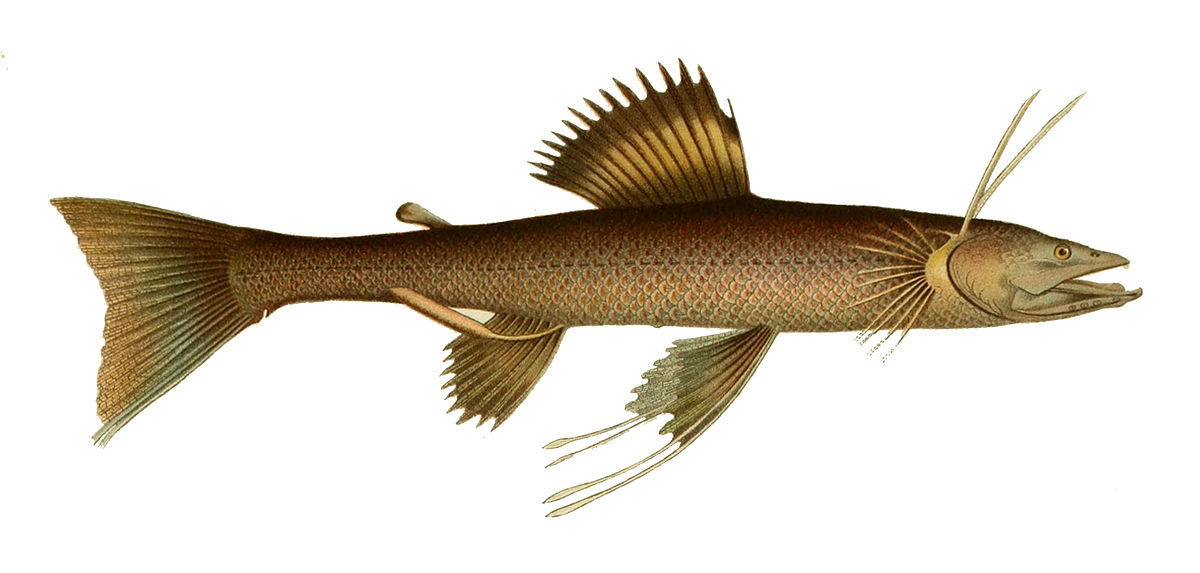 Ipnopidae