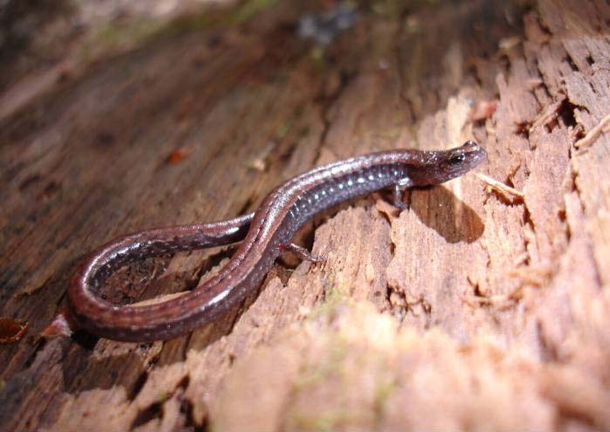 Batrachoseps