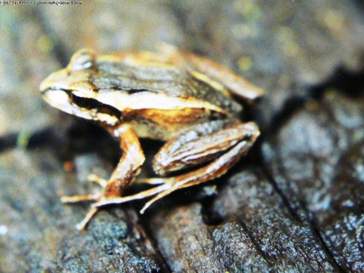 Batrachyla