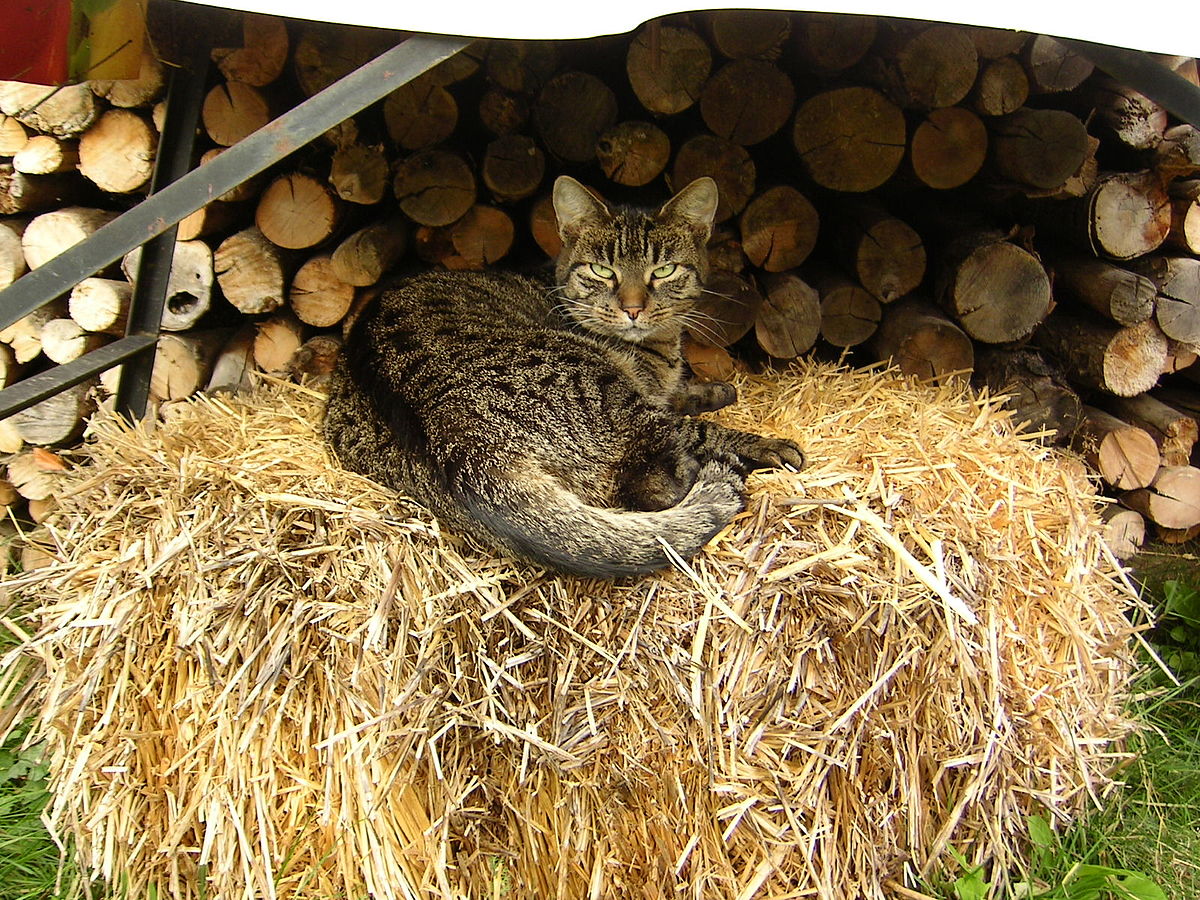Chat de gouttière