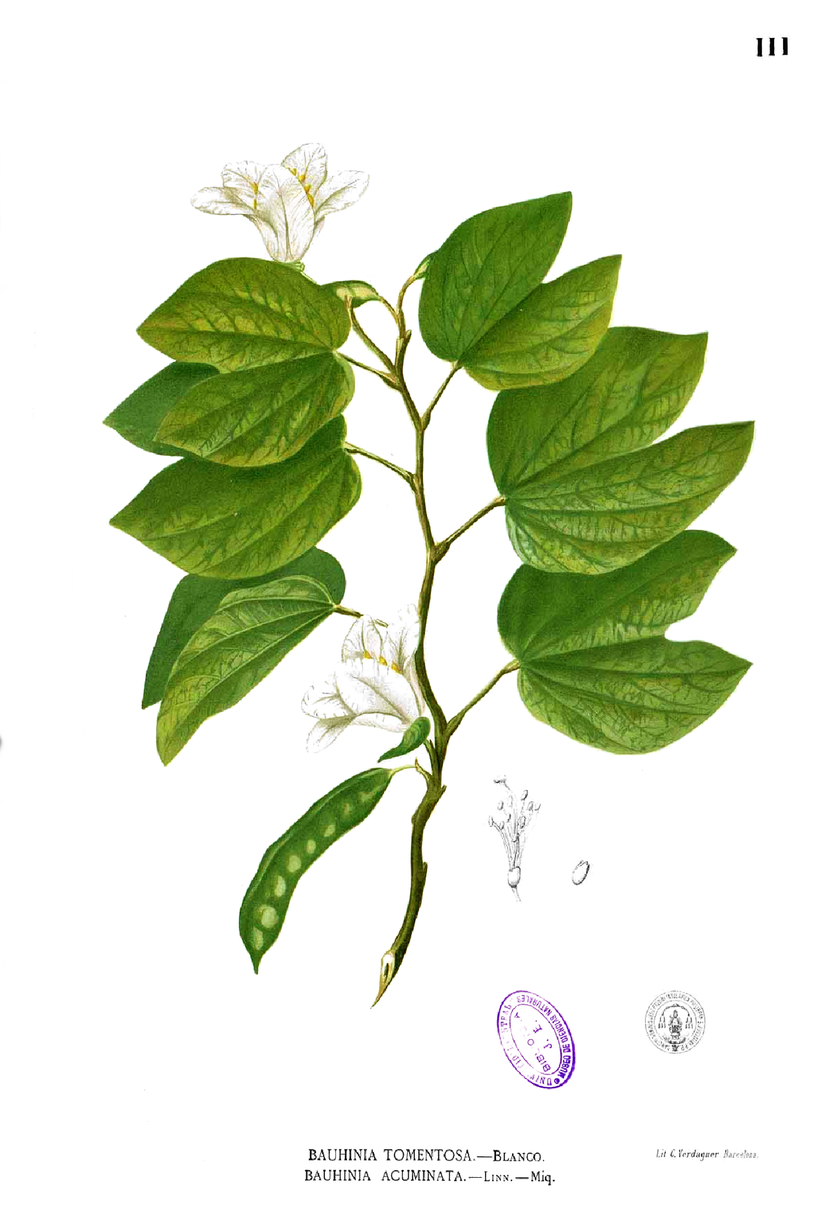 Bauhinia