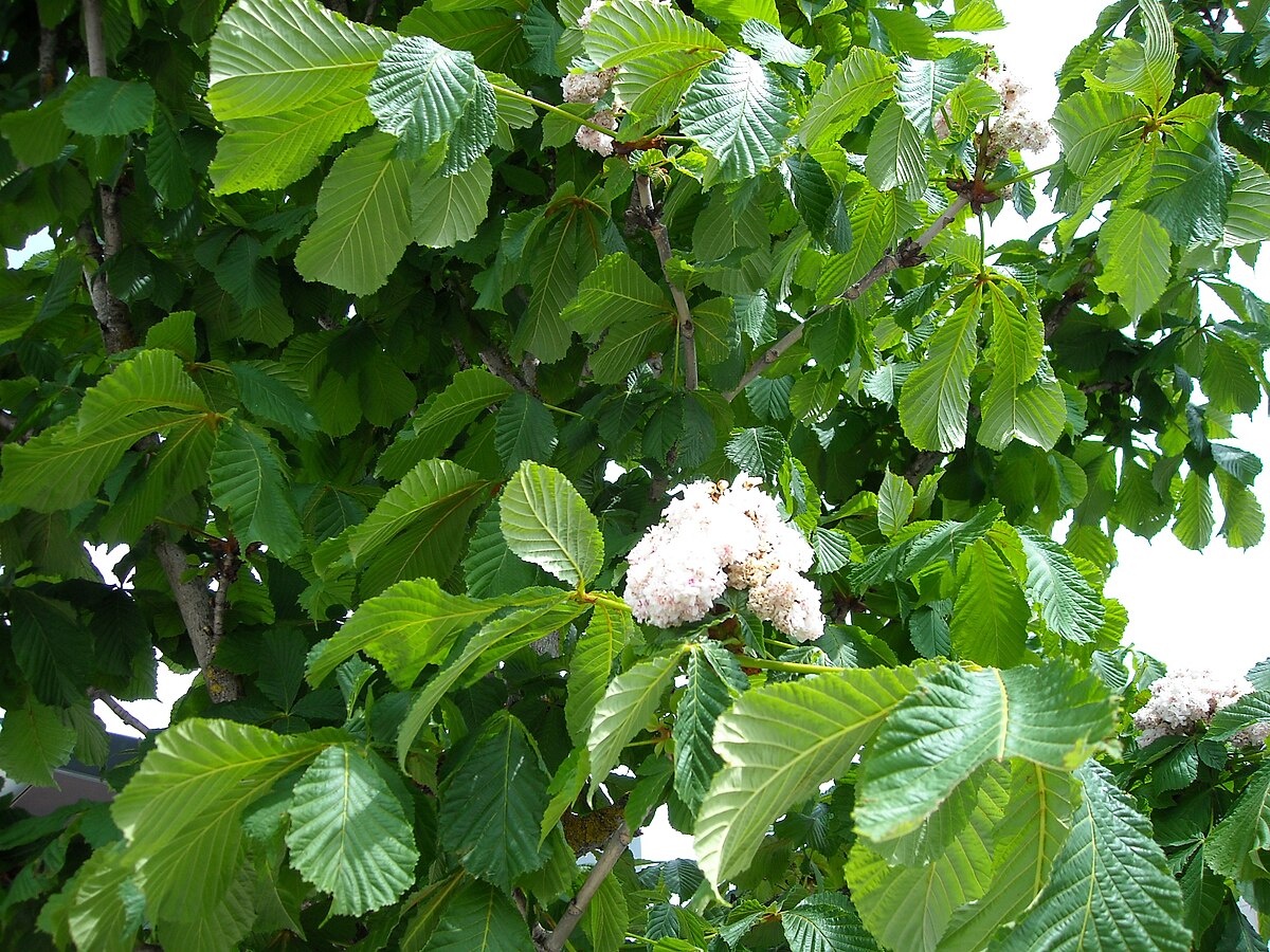 Marronnier à fleurs doubles