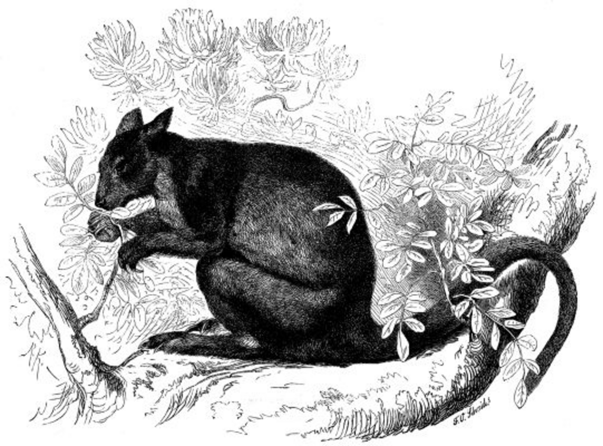Dendrolagus