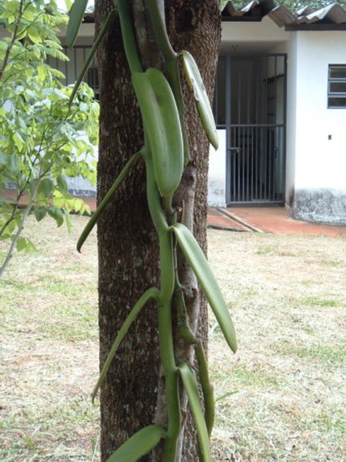 Vanilloideae