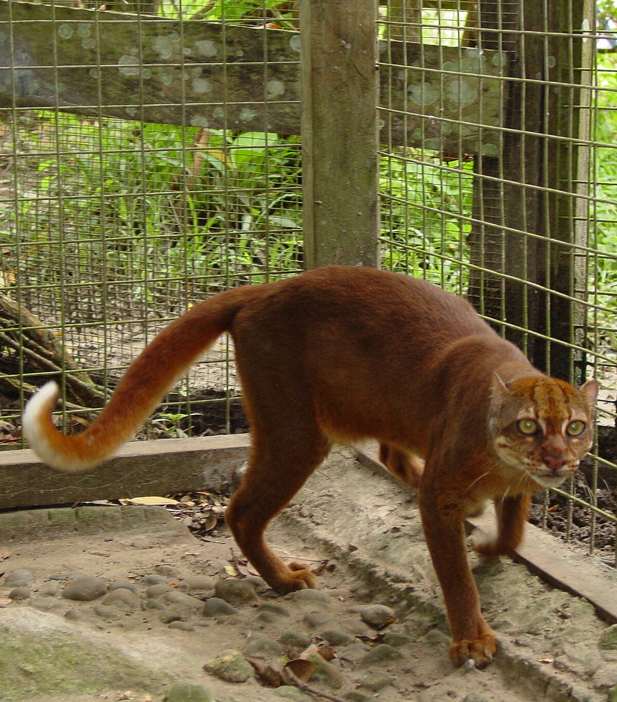 Pardofelis badia
