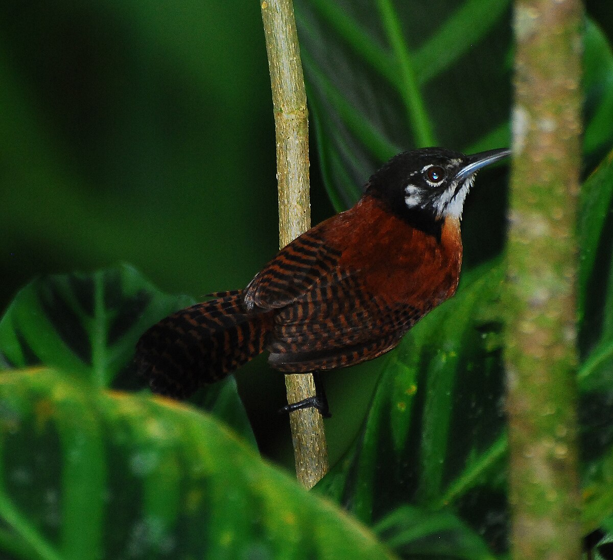 Cantorchilus