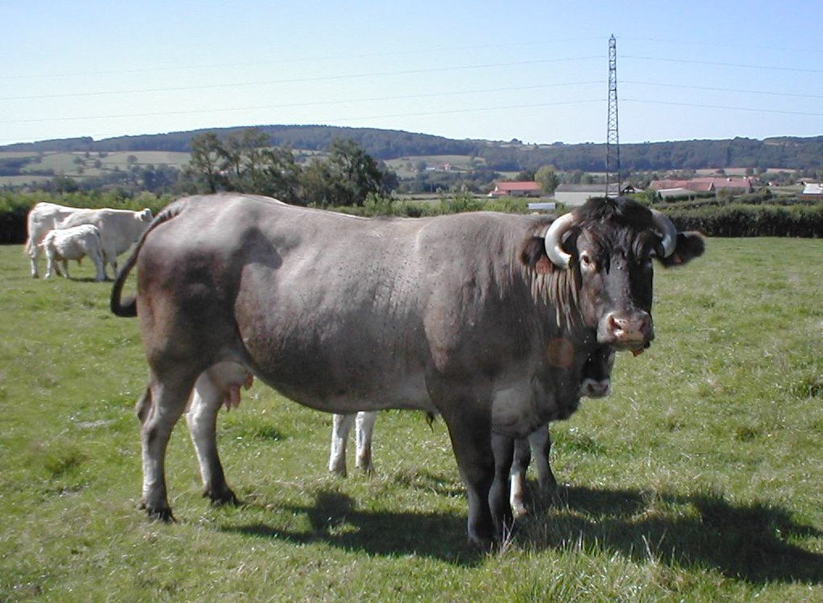 Bazadaise