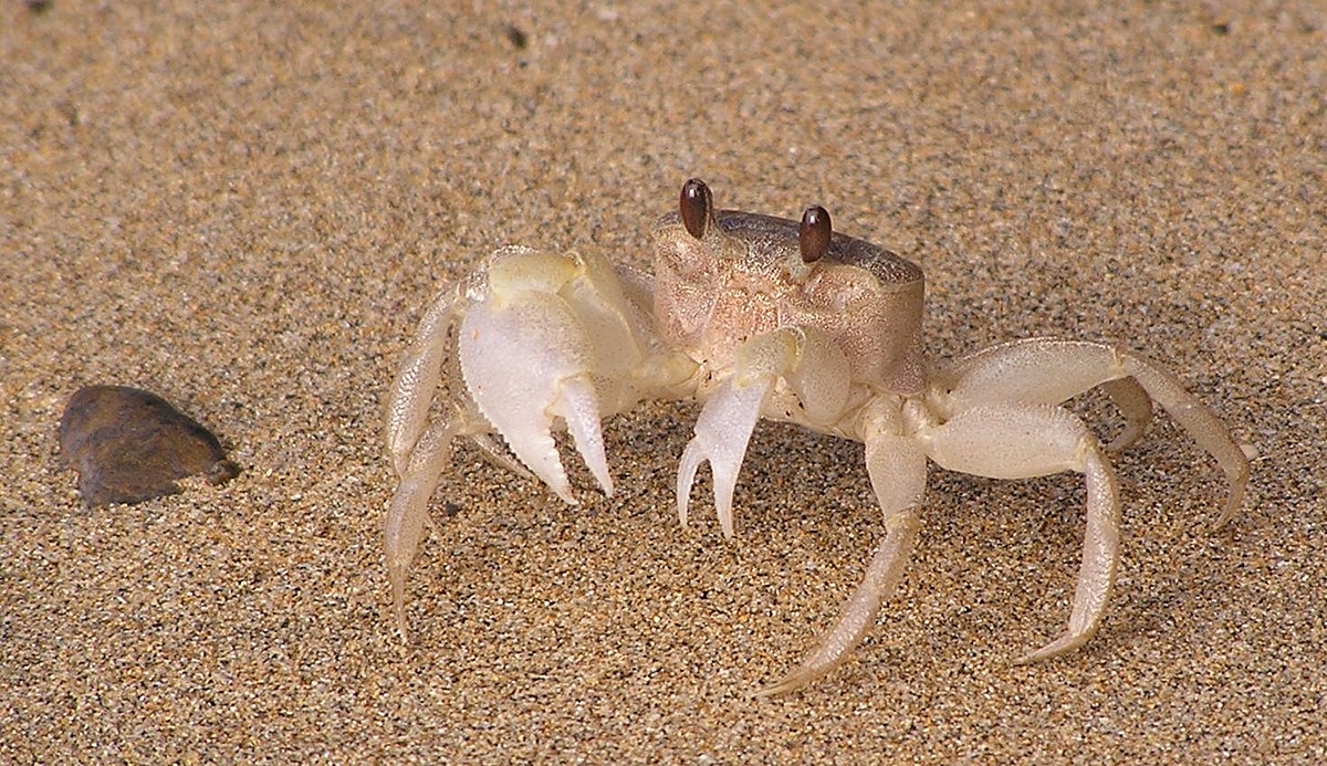 Ocypode cordimanus