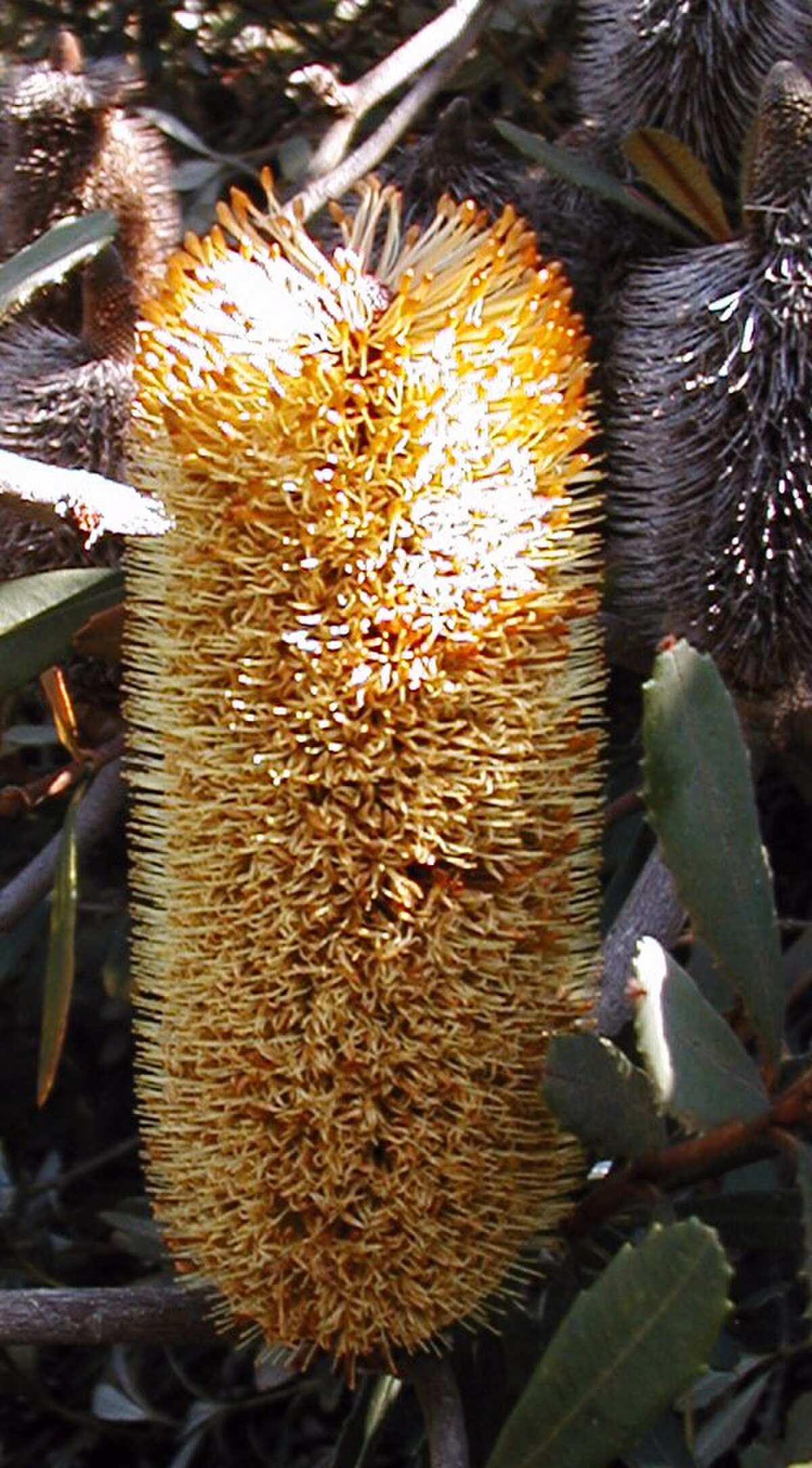Banksia conferta