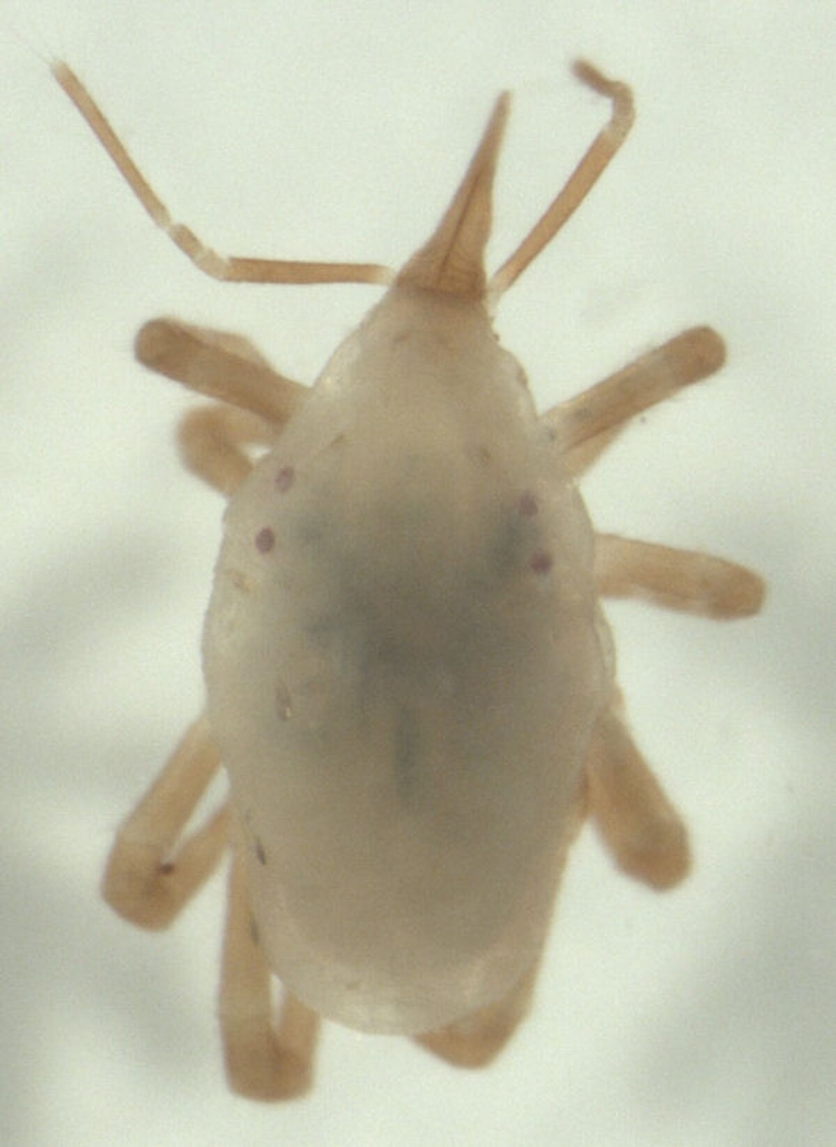 Bdellidae