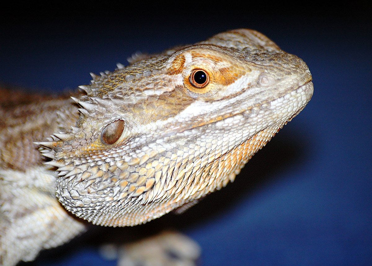 Agamidae