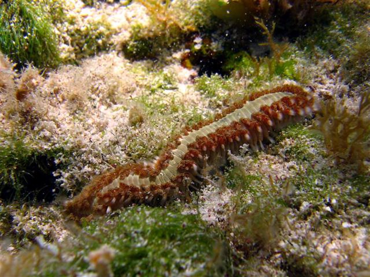 Amphinomidae
