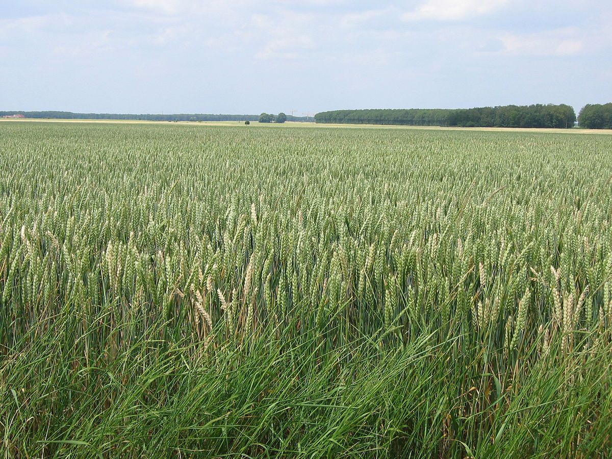 Beauce (France)