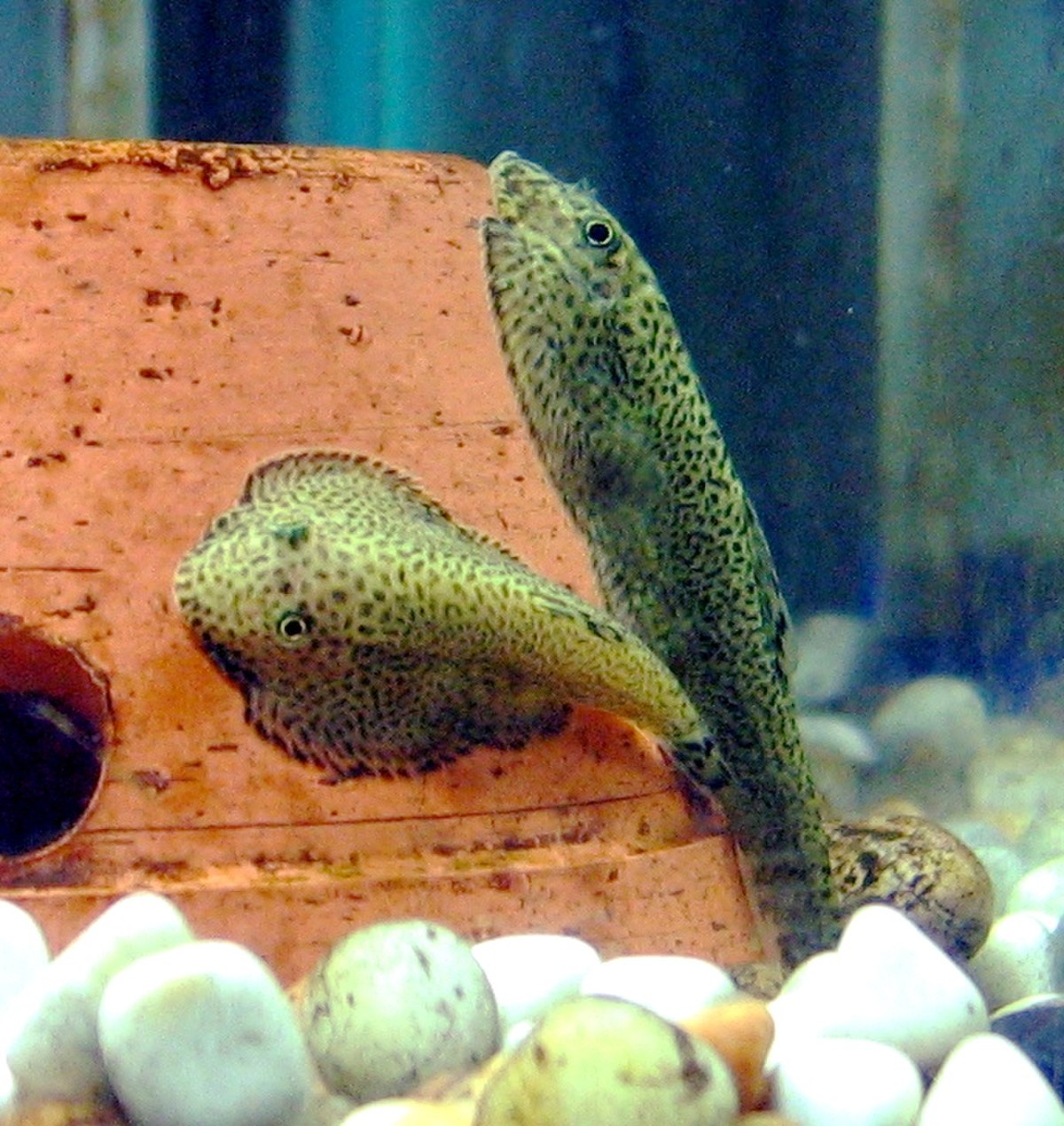 Balitoridae