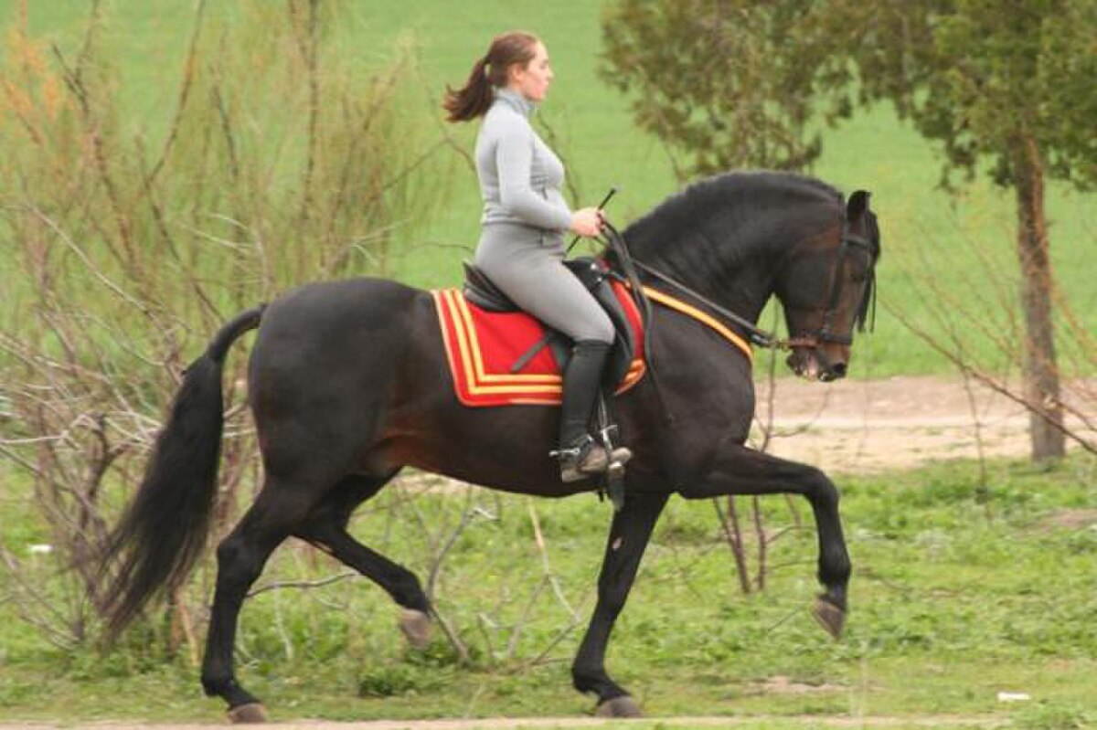 Pure race espagnole