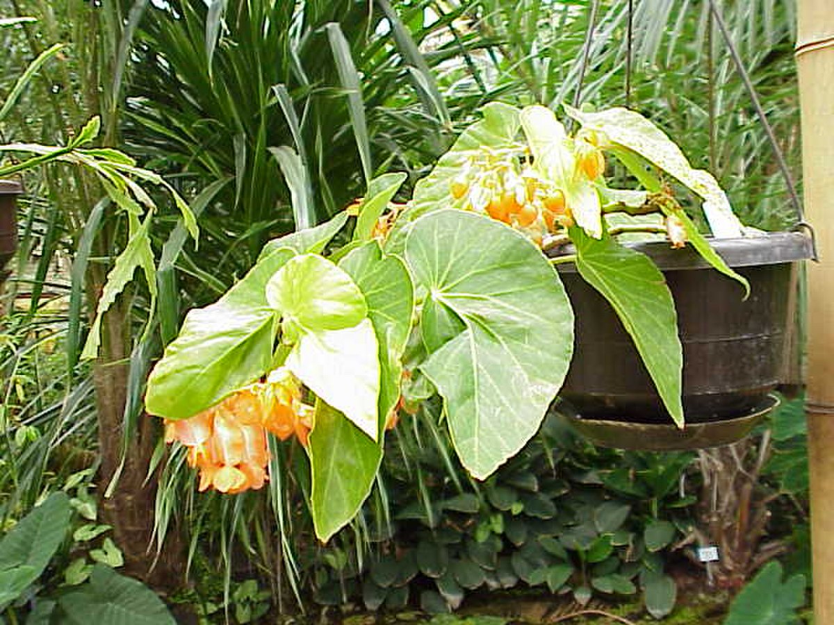 Bégonia